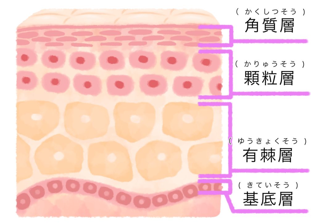 角質層